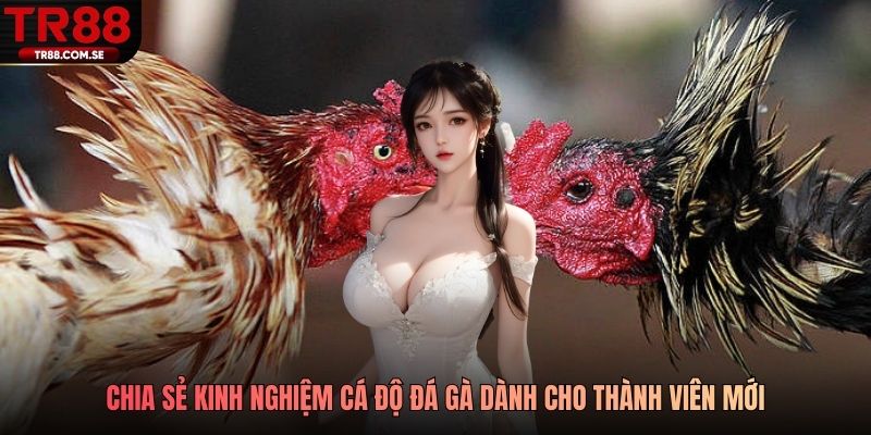 Chia sẻ kinh nghiệm cá độ đá gà dành cho thành viên mới