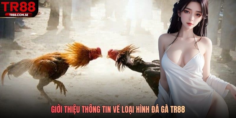 Giới thiệu thông tin về loại hình đá gà TR88